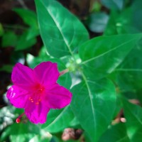 Mirabilis jalapa L.